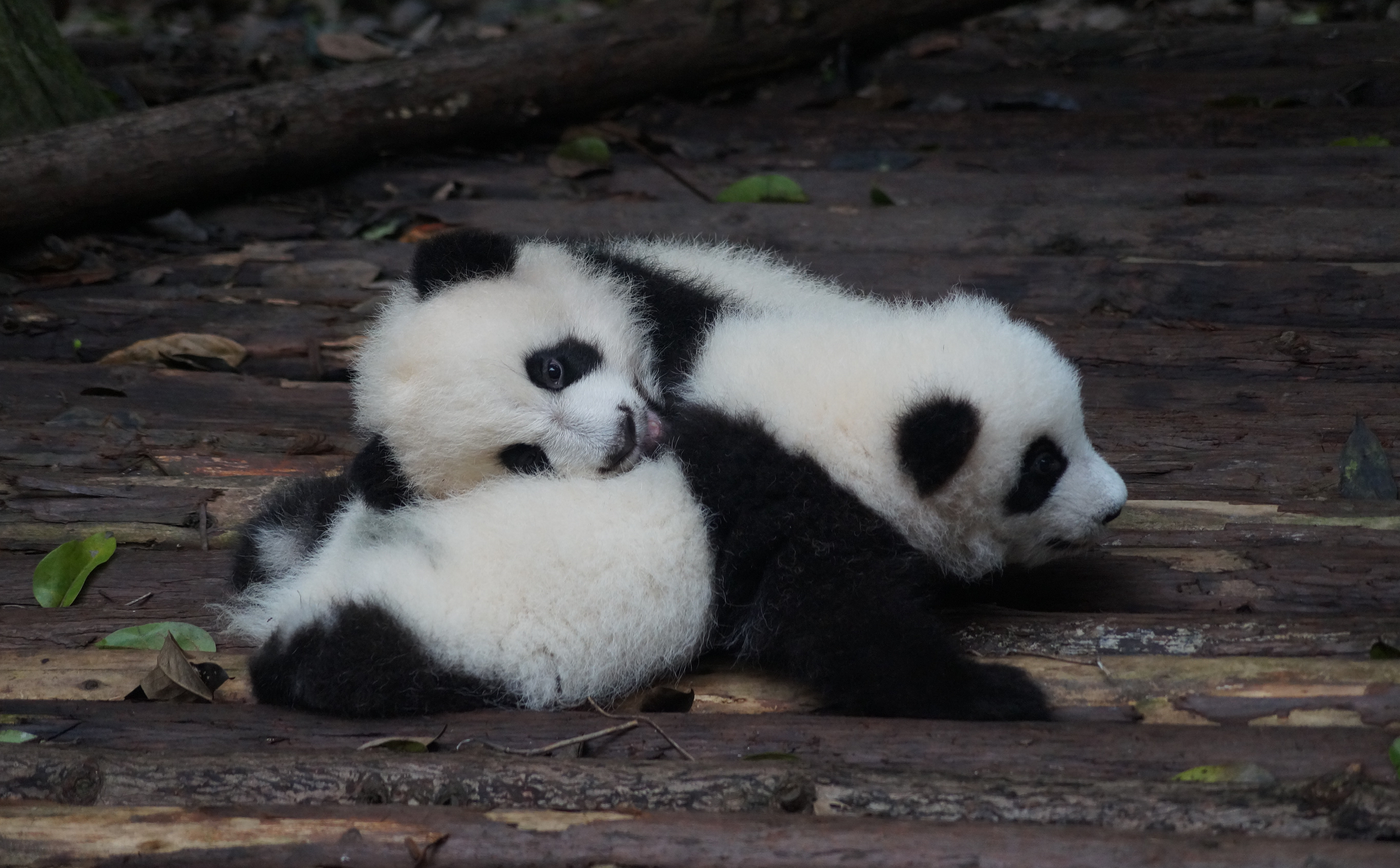a couple of pandas